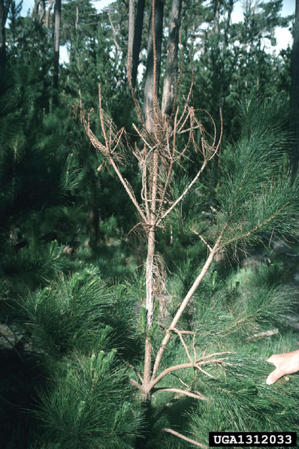 Pechkrebs verursacht durch Fusarium circinatum auf Monterey Pine (Pinus radiata)